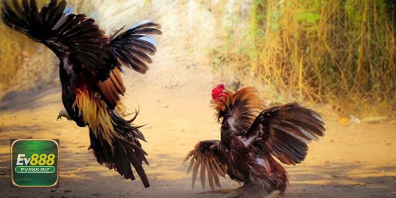 Mẹo Chơi Đá Gà EV888 Hiệu Quả Và An Toàn