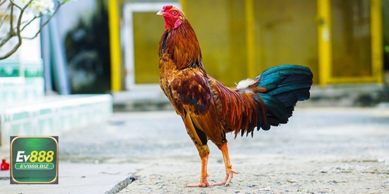 Lý Do EV888 Được Ưa Chuộng Trong Cộng Đồng Đá Gà